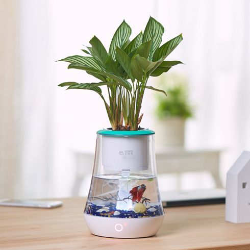 宜植愛養魚機懶人種值